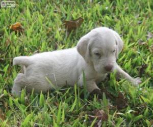 Puzzle Chiot Spinone italiano