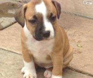 Puzzle Chiot Staffordshire bull terrier