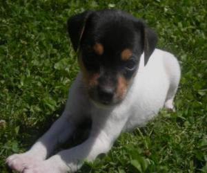 Puzzle Chiot Terrier chilien