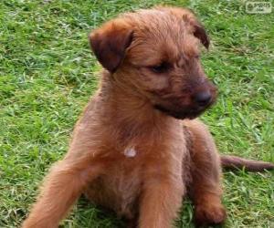 Puzzle Chiot Terrier irlandais