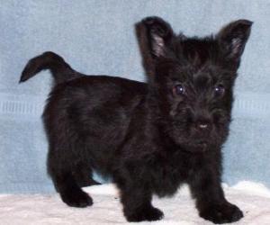 Puzzle Chiot Terrier écossais ou Scottish terrier