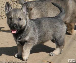 Puzzle Chiot Vallhund suédois