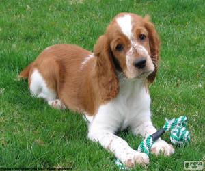 Puzzle Chiot Welsh Springer Spaniel