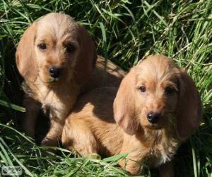 Puzzle Chiots basset fauve de Bretagne