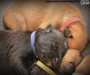 Puzzle Chiots Boxer