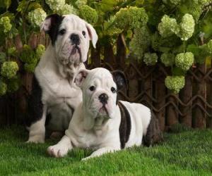 Puzzle Chiots Bulldog