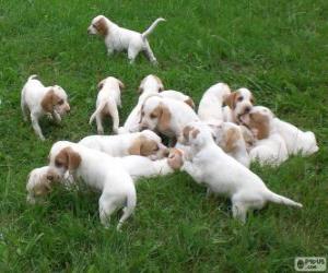 Puzzle Chiots de Chien courant d'Istrie à poil ras