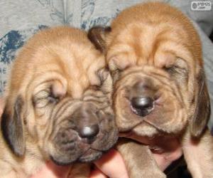 Puzzle Chiots de Chien de Saint-Hubert