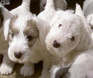 Puzzle Chiots de Sealyham terrier