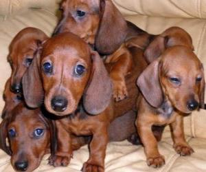 Puzzle Chiots de teckel