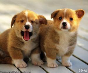 Puzzle Chiots de Welsh Corgi Pembroke