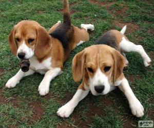 Puzzle Chiots Foxhound américain