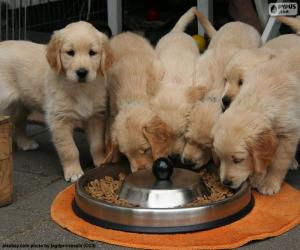 Puzzle Chiots Golden retriever