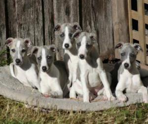 Puzzle Chiots Lévrier whippet