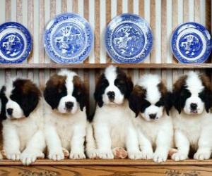 Puzzle Chiots Saint-bernard