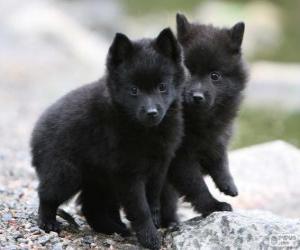 Puzzle Chiots Schipperke