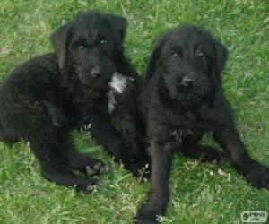 Puzzle Chiots Schnauzer géant