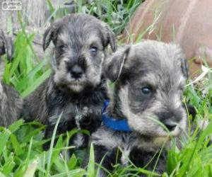 Puzzle Chiots Schnauzer miniature