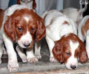 Puzzle Chiots Setter irlandais rouge et blanc