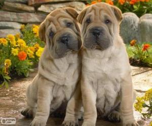 Puzzle Chiots Shar Pei