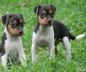 Puzzle Chiots Terrier brésilien