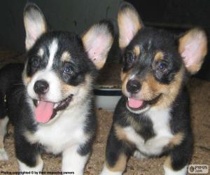 Puzzle Chiots Welsh Corgi Cardigan