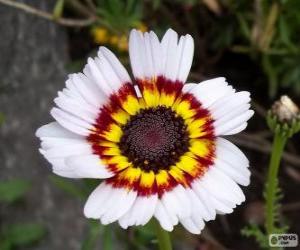 Puzzle Chrysanthemum tricolor