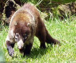 Puzzle Coati à nez blanc