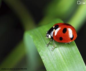 Puzzle Coccinelle