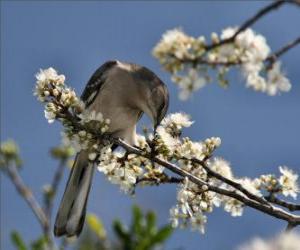 Puzzle Colibri en piquant une fleur