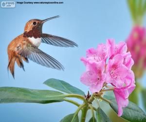Puzzle Colibri roux mâle et la fleur