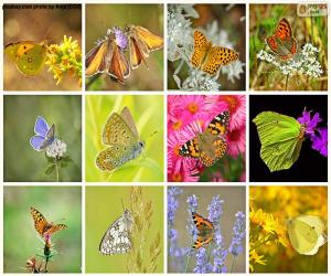 Puzzle Collage de papillons