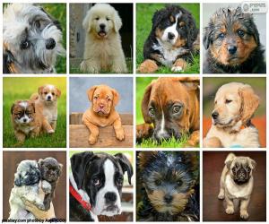 Puzzle Collage des chiens