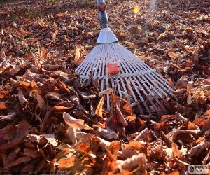 Puzzle Collecte des feuilles