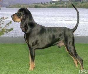 Puzzle Coonhound Bronze et noir