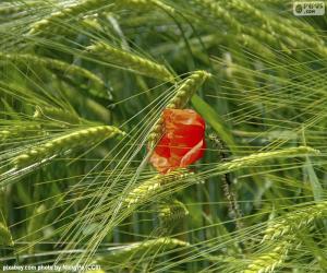 Puzzle Coquelicot