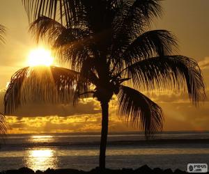 Puzzle Coucher de soleil, palmier