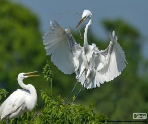 Puzzle Couple de grande aigrette