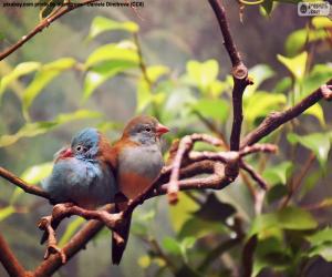 Puzzle Couple d’oiseaux