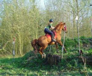 Puzzle Cours technique équestre de la concurrence, teste la compréhension entre le cheval et le cavalier à travers différentes épreuves.