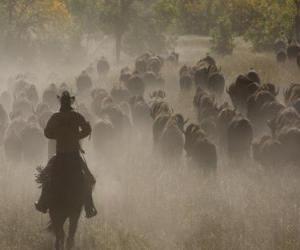 Puzzle Cowboy conduisant un troupeau