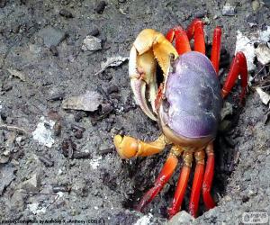 Puzzle Crabe de couleurs