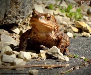 Puzzle Crapaud commun