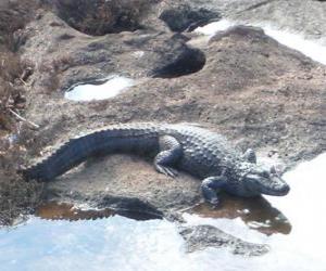 Puzzle Crocodile entrant dans le fleuve