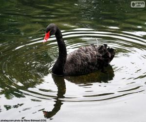 Puzzle Cygne noir