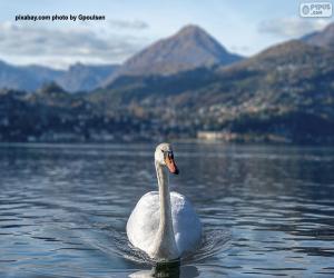 Puzzle Cygne sur le lac