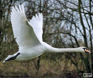 Puzzle Cygne tuberculé voler