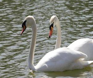 Puzzle Cygnes en nageant tranquillement 