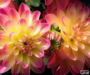 Puzzle Dahlia rose et jaune