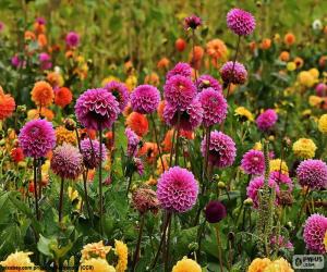 Puzzle Dahlias boules et pompons